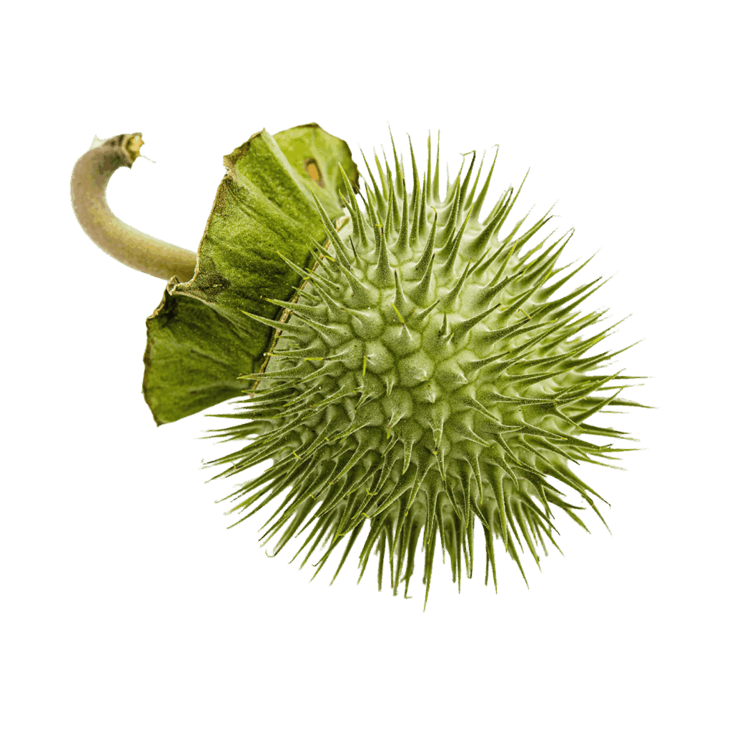 Dhatura fruit/flower