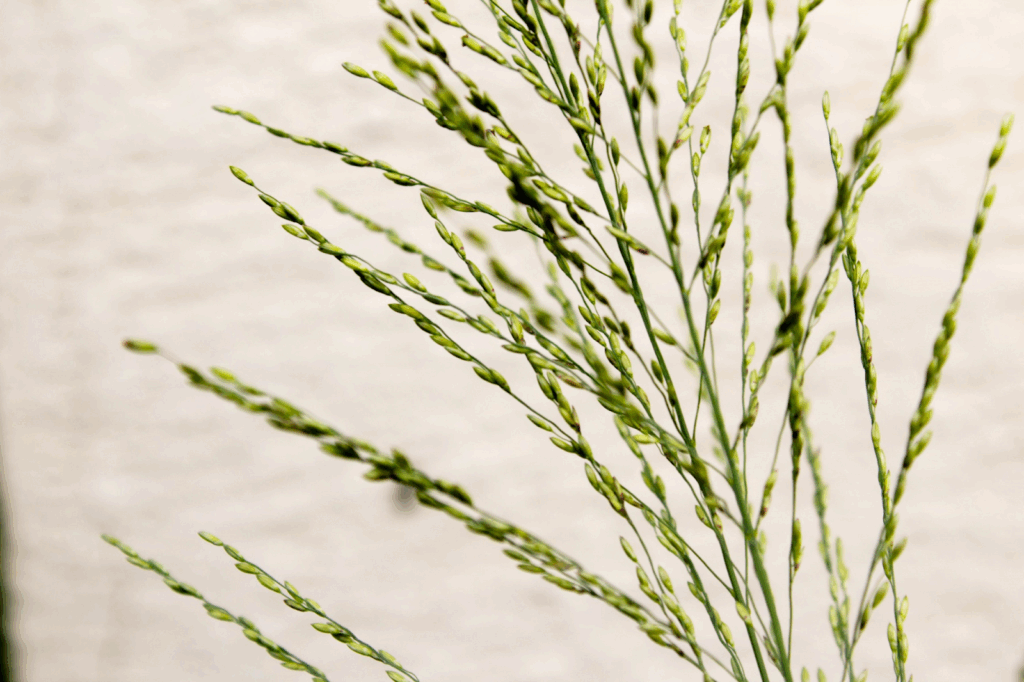 freshly harvested grains 