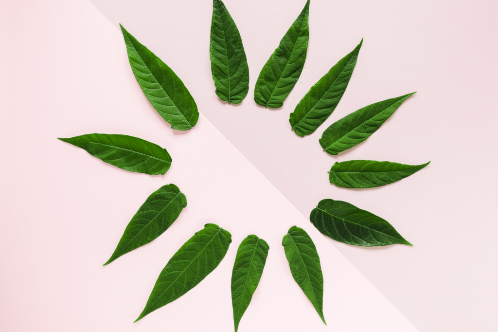 Mango Leaves - Ugadi Pooja Samagri